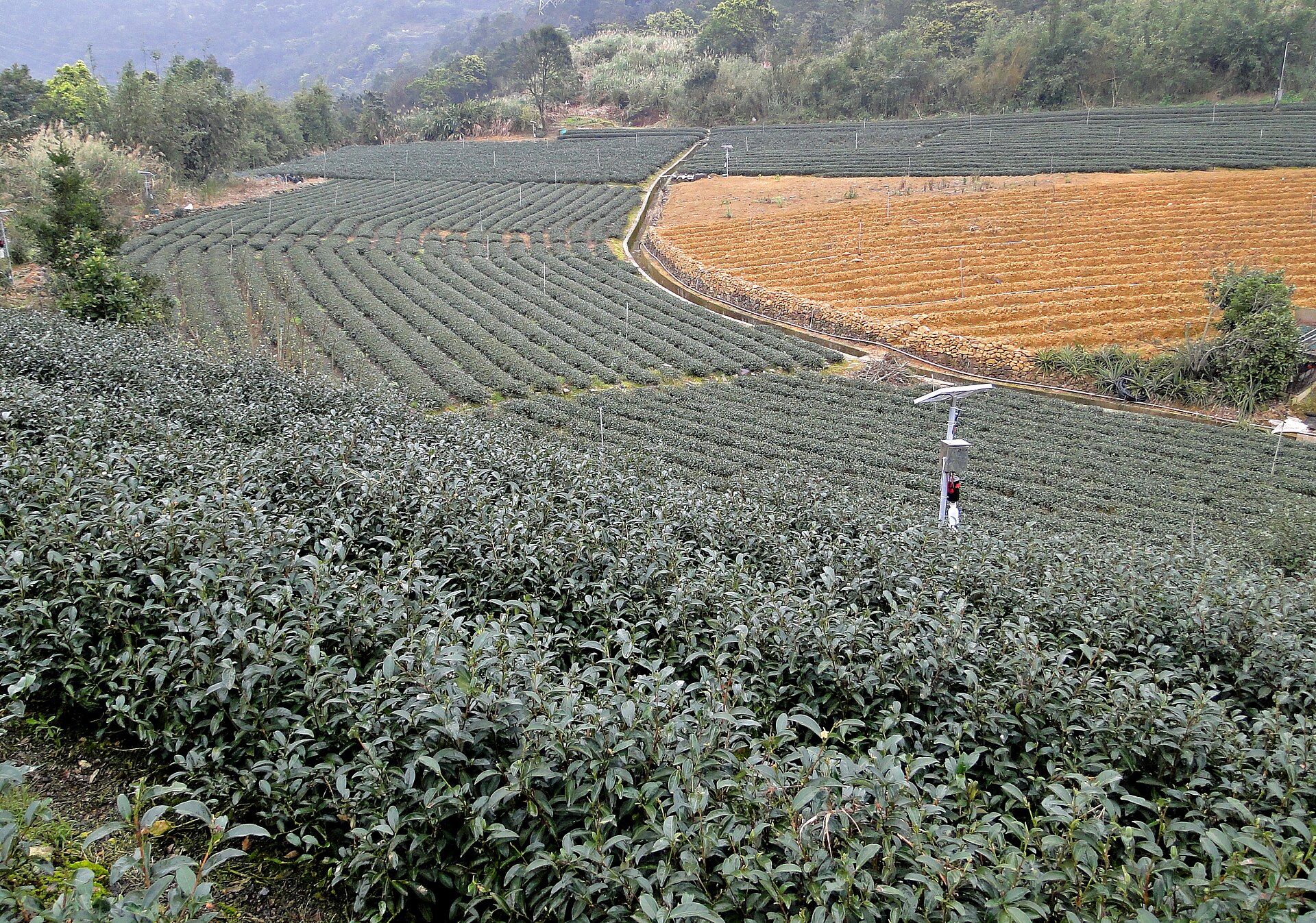 新北市坪林の丘陵に広がる茶畑、等高線に沿って弧を描くように植えられた茶の木の畝